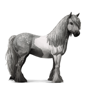 riding horse appaloosa black