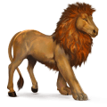 wild horse african lion