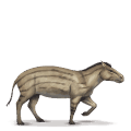divine horse hyracotherium