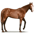 wild horse shackleford banks horse