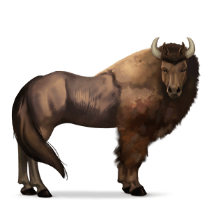 wild horse bison