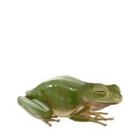 compagnon-grenouille-off.png
