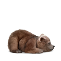 compagnon-grizzly-off.png